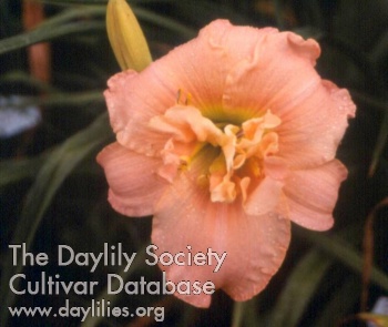 Daylily Caribbean Double Coral